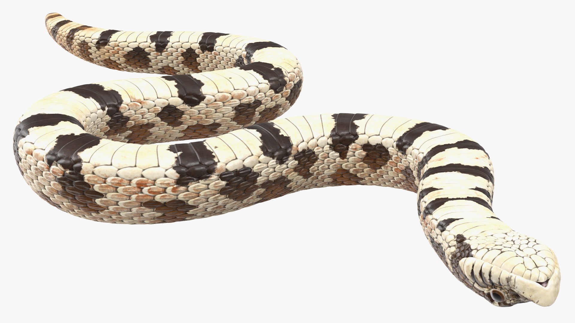 crawling brown hognose snake 3D https://p.turbosquid.com/ts-thumb/jc/3yd10s/FD9j5zw6/crawlingbrownhognosesnake3dsmodel011/jpg/1574692737/1920x1080/fit_q87/aab6f7db4ac3f459b8317110c31c24fddcec6a1f/crawlingbrownhognosesnake3dsmodel011.jpg