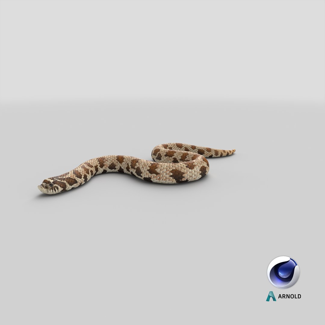 crawling brown hognose snake 3D https://p.turbosquid.com/ts-thumb/jc/3yd10s/KO/stemcell_cinema_4d_arnold_render/png/1669840747/1920x1080/fit_q87/4c5ad950fd29727f7c8114fadeccb85a548e6c64/stemcell_cinema_4d_arnold_render.jpg
