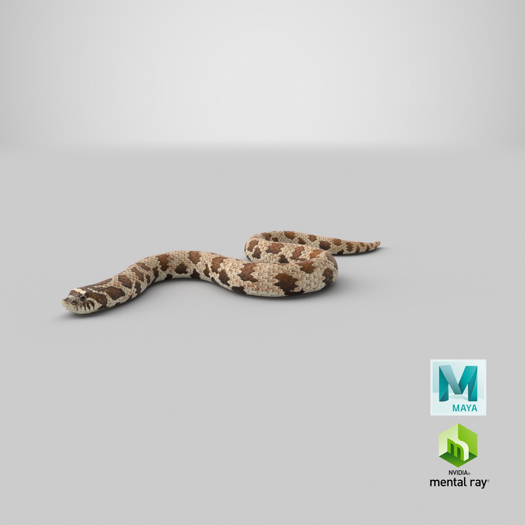 crawling brown hognose snake 3D https://p.turbosquid.com/ts-thumb/jc/3yd10s/Ka/stemcell_maya_mental_ray_render/png/1669840758/1920x1080/fit_q87/ffaebbf16b50f18eedf48fea52f14071cba89c82/stemcell_maya_mental_ray_render.jpg