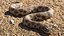 Crawling Brown Hognose Snake