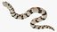 Crawling Brown Hognose Snake