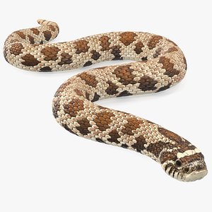 crawling brown hognose snake 3D