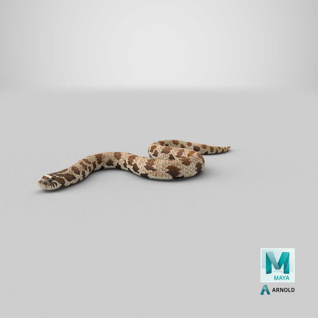 crawling brown hognose snake 3D https://p.turbosquid.com/ts-thumb/jc/3yd10s/ST/stemcell_maya_arnold_render/png/1669840756/1920x1080/fit_q87/fb67e42a099ff67ba202ff979a9893129e21478d/stemcell_maya_arnold_render.jpg