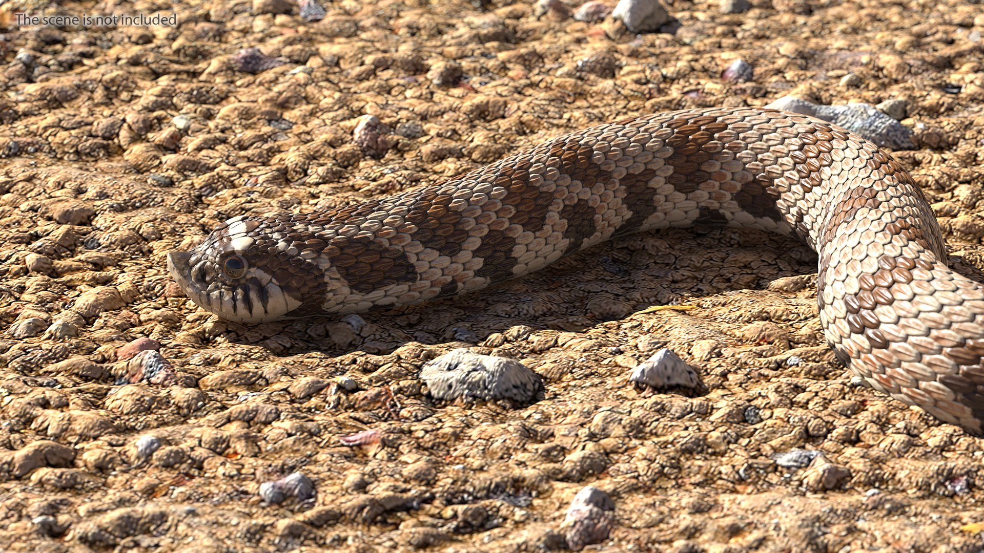 crawling brown hognose snake 3D https://p.turbosquid.com/ts-thumb/jc/3yd10s/TBq2aW1n/crawlingbrownhognosesnake3dsmodel003/jpg/1574692699/1920x1080/fit_q87/e92227d9ddb69fcdf3105f9540d17439efbc664c/crawlingbrownhognosesnake3dsmodel003.jpg