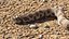 Crawling Brown Hognose Snake