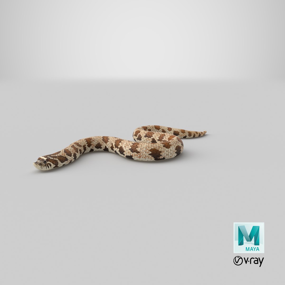 crawling brown hognose snake 3D https://p.turbosquid.com/ts-thumb/jc/3yd10s/UV/stemcell_maya_vray_render/png/1669840759/1920x1080/fit_q87/f086643dbe0ee1bbde69ee3abeb421a2ec26e415/stemcell_maya_vray_render.jpg