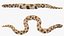 Crawling Brown Hognose Snake