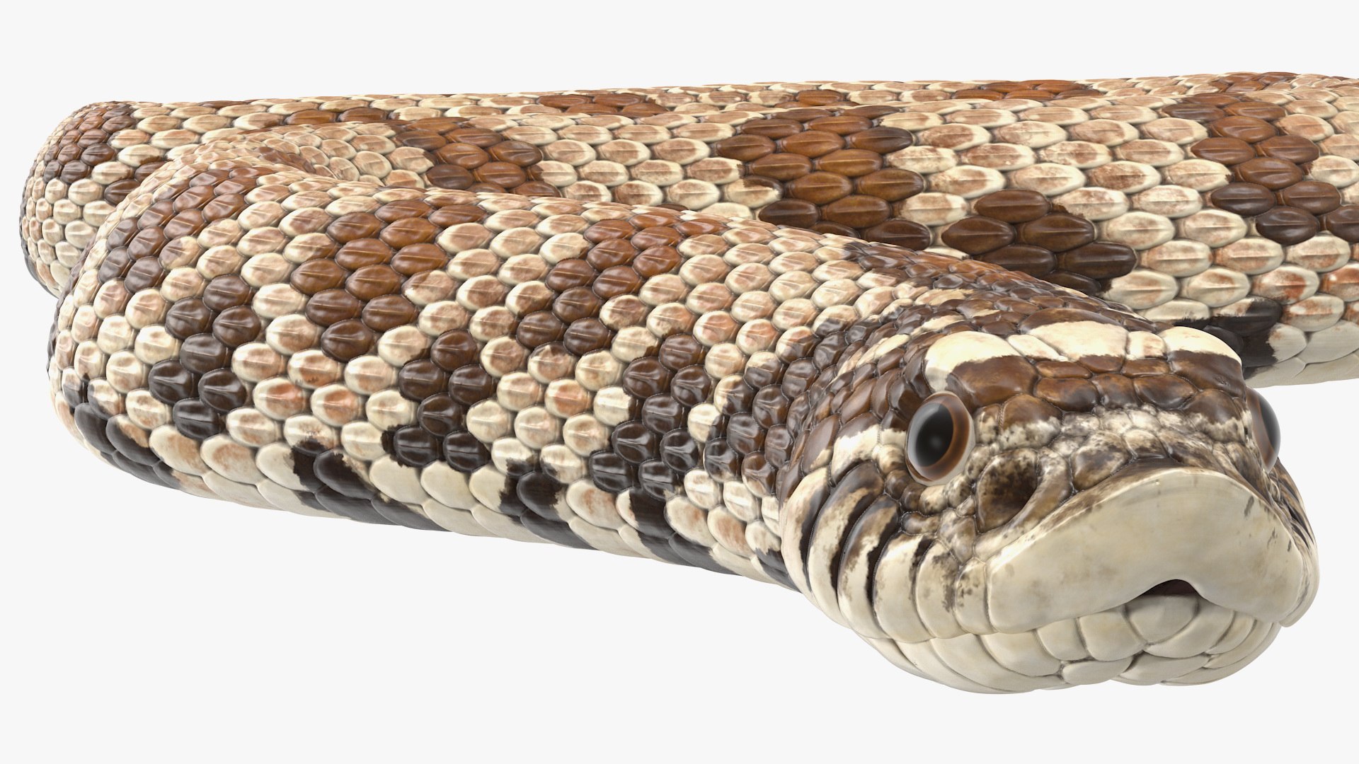 crawling brown hognose snake 3D https://p.turbosquid.com/ts-thumb/jc/3yd10s/aFe2UyKI/crawlingbrownhognosesnake3dsmodel010/jpg/1574692731/1920x1080/fit_q87/6051d89807d9ede9d12831cd7b5963d1f927e3b9/crawlingbrownhognosesnake3dsmodel010.jpg