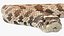 Crawling Brown Hognose Snake
