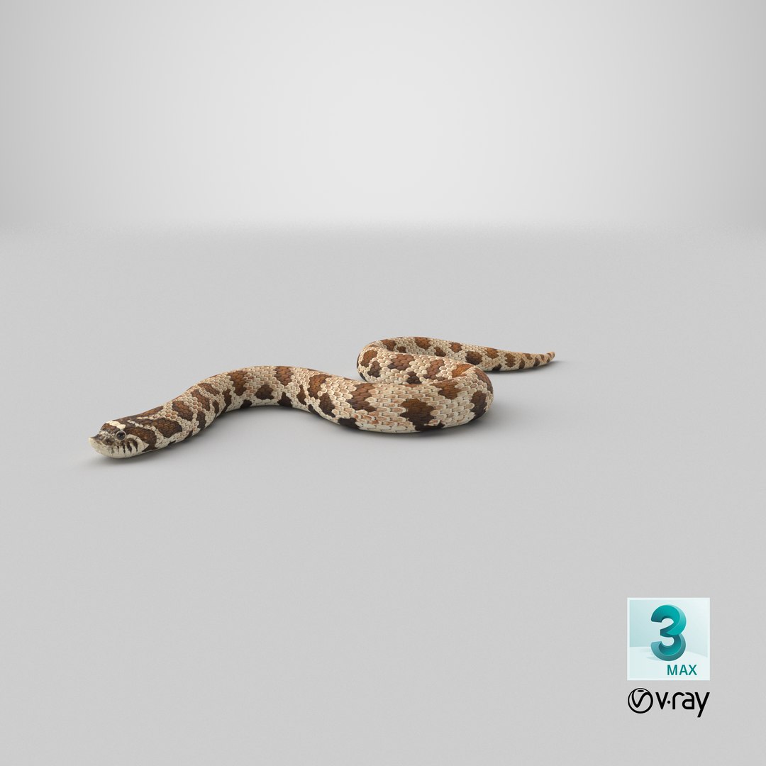 crawling brown hognose snake 3D https://p.turbosquid.com/ts-thumb/jc/3yd10s/dC/stemcell_max_vray_render/png/1669840755/1920x1080/fit_q87/9f2e6f4edea0ede00544d8f1977eb0393d425fad/stemcell_max_vray_render.jpg