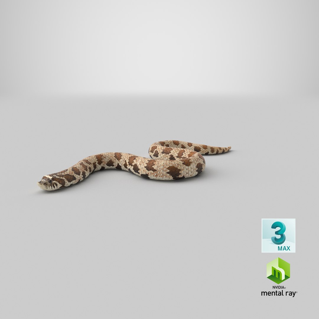 crawling brown hognose snake 3D https://p.turbosquid.com/ts-thumb/jc/3yd10s/e1/stemcell_max_mental_ray_render/png/1669840753/1920x1080/fit_q87/d9139a99721352bc08af21e9a0d4f263efc92c3d/stemcell_max_mental_ray_render.jpg