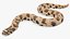 Crawling Brown Hognose Snake