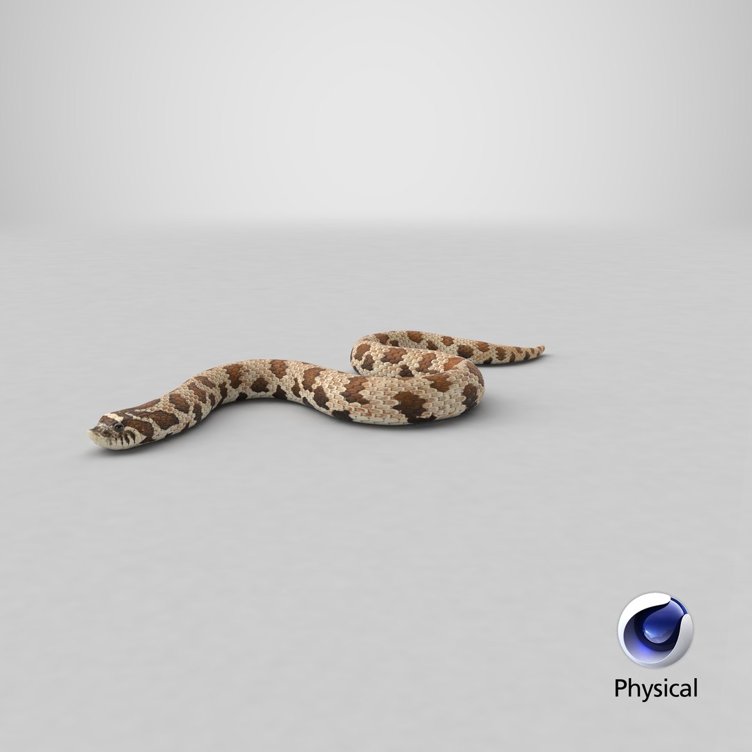 crawling brown hognose snake 3D https://p.turbosquid.com/ts-thumb/jc/3yd10s/g5/stemcell_cinema_4d_physical_render/png/1669840745/1920x1080/fit_q87/614276757168c58056bf3db8f7fe9422cd9aee32/stemcell_cinema_4d_physical_render.jpg