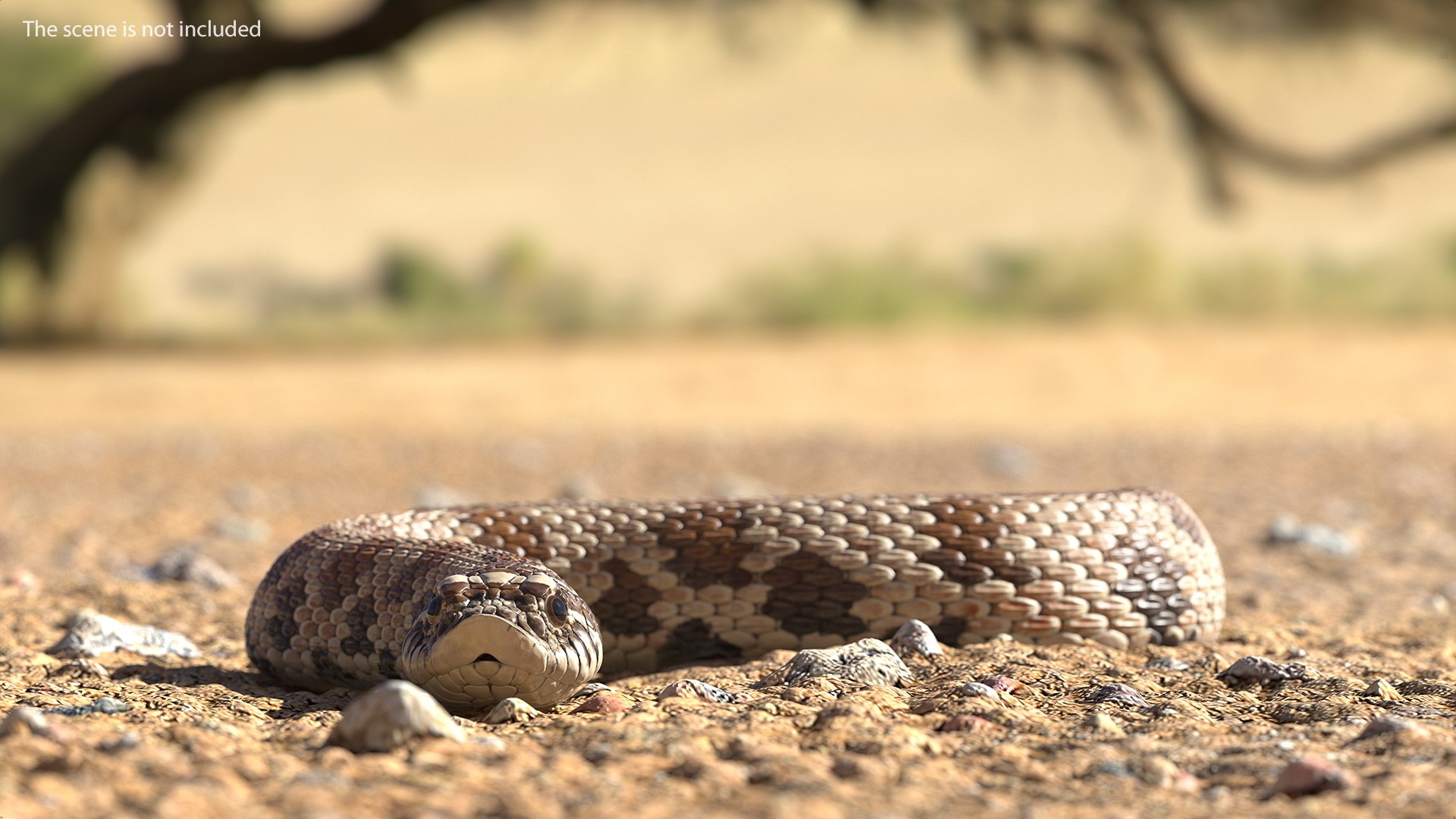 crawling brown hognose snake 3D https://p.turbosquid.com/ts-thumb/jc/3yd10s/hfWnnsGV/crawlingbrownhognosesnake3dsmodel002/jpg/1574692694/1920x1080/fit_q87/5e1bf26fba41669e2bbfdffbe59cf342ac9e6993/crawlingbrownhognosesnake3dsmodel002.jpg