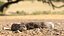 Crawling Brown Hognose Snake