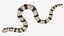Crawling Brown Hognose Snake