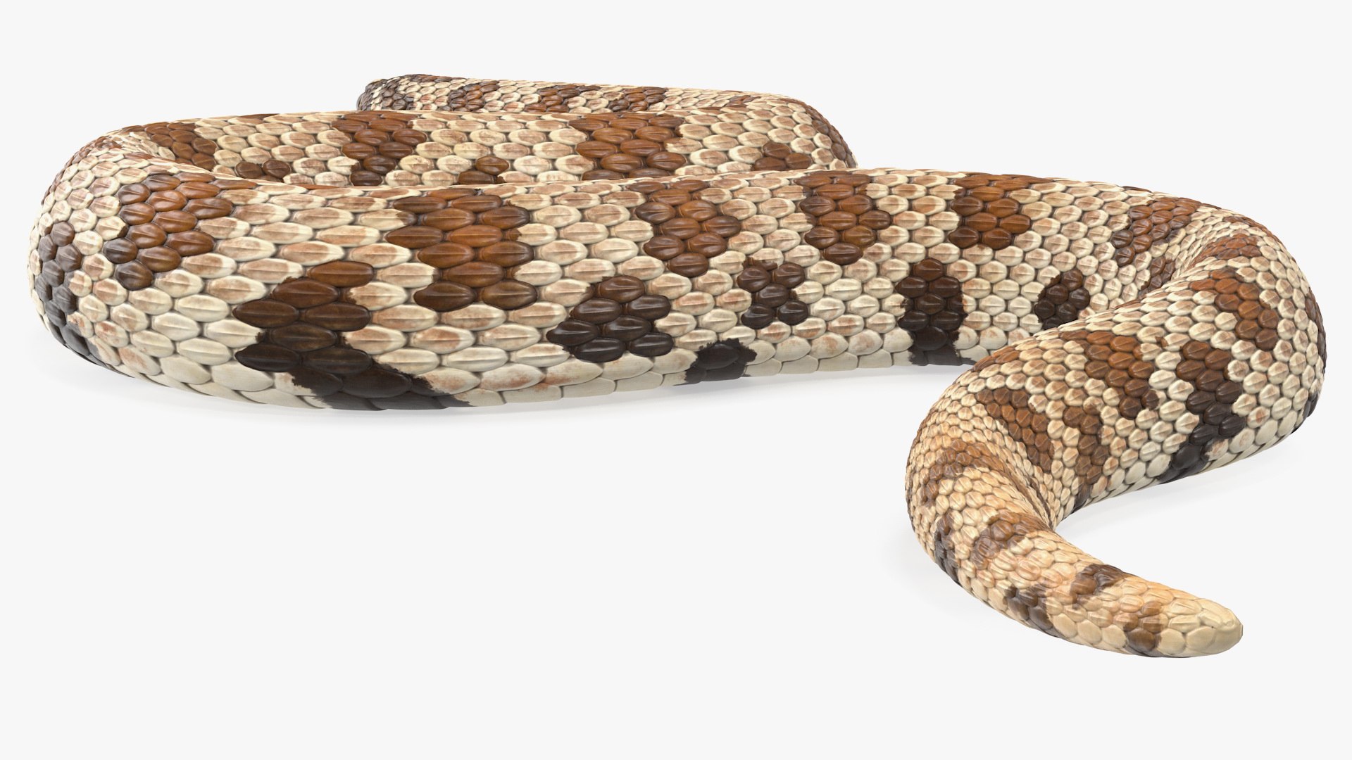 crawling brown hognose snake 3D https://p.turbosquid.com/ts-thumb/jc/3yd10s/iT811dQk/crawlingbrownhognosesnake3dsmodel008/jpg/1574692722/1920x1080/fit_q87/3bbfef5bdd5ef3cf9dba775524e0c87e06295fb2/crawlingbrownhognosesnake3dsmodel008.jpg