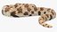 Crawling Brown Hognose Snake
