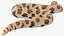 Crawling Brown Hognose Snake