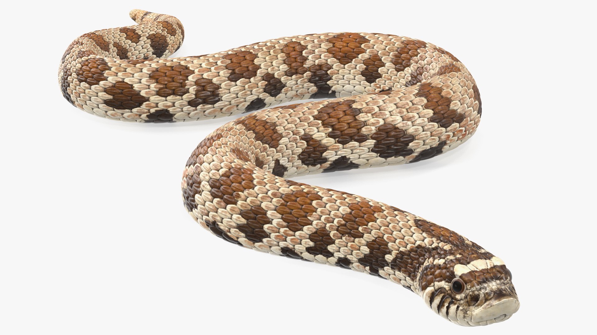 crawling brown hognose snake 3D https://p.turbosquid.com/ts-thumb/jc/3yd10s/slOAFIOA/crawlingbrownhognosesnake3dsmodel004/jpg/1574692703/1920x1080/fit_q87/4988944b8af871e9df492b821da1dc3d2e48ffb5/crawlingbrownhognosesnake3dsmodel004.jpg