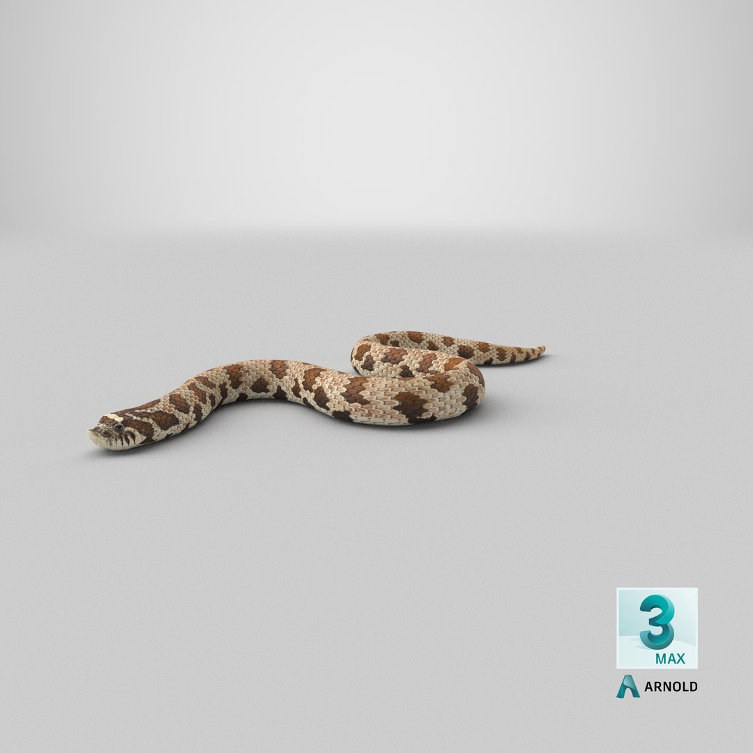 crawling brown hognose snake 3D https://p.turbosquid.com/ts-thumb/jc/3yd10s/yW/stemcell_max_arnold_render/png/1669840751/1920x1080/fit_q87/35b412041000dfbdf99aa66b00e1a3d92db5f2c0/stemcell_max_arnold_render.jpg