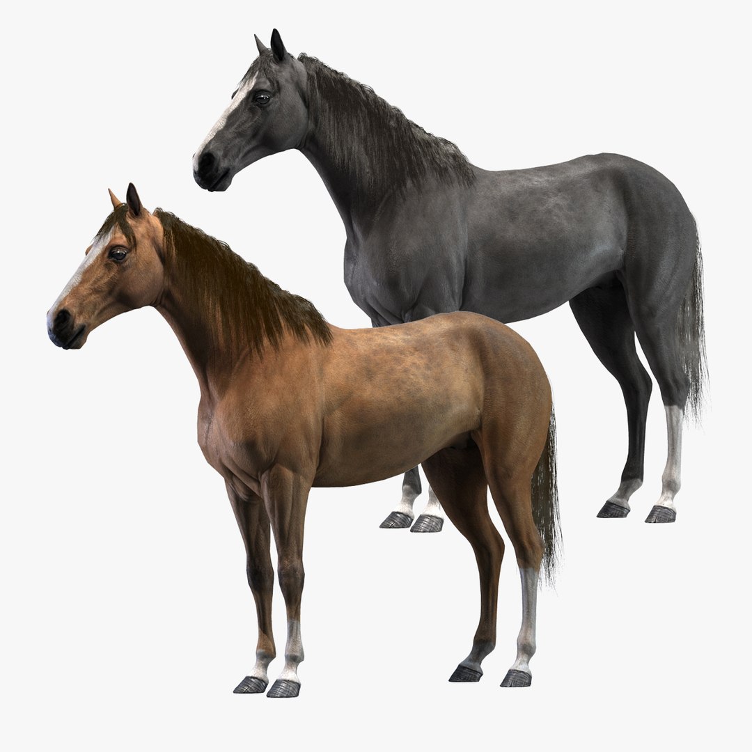 3d model horses