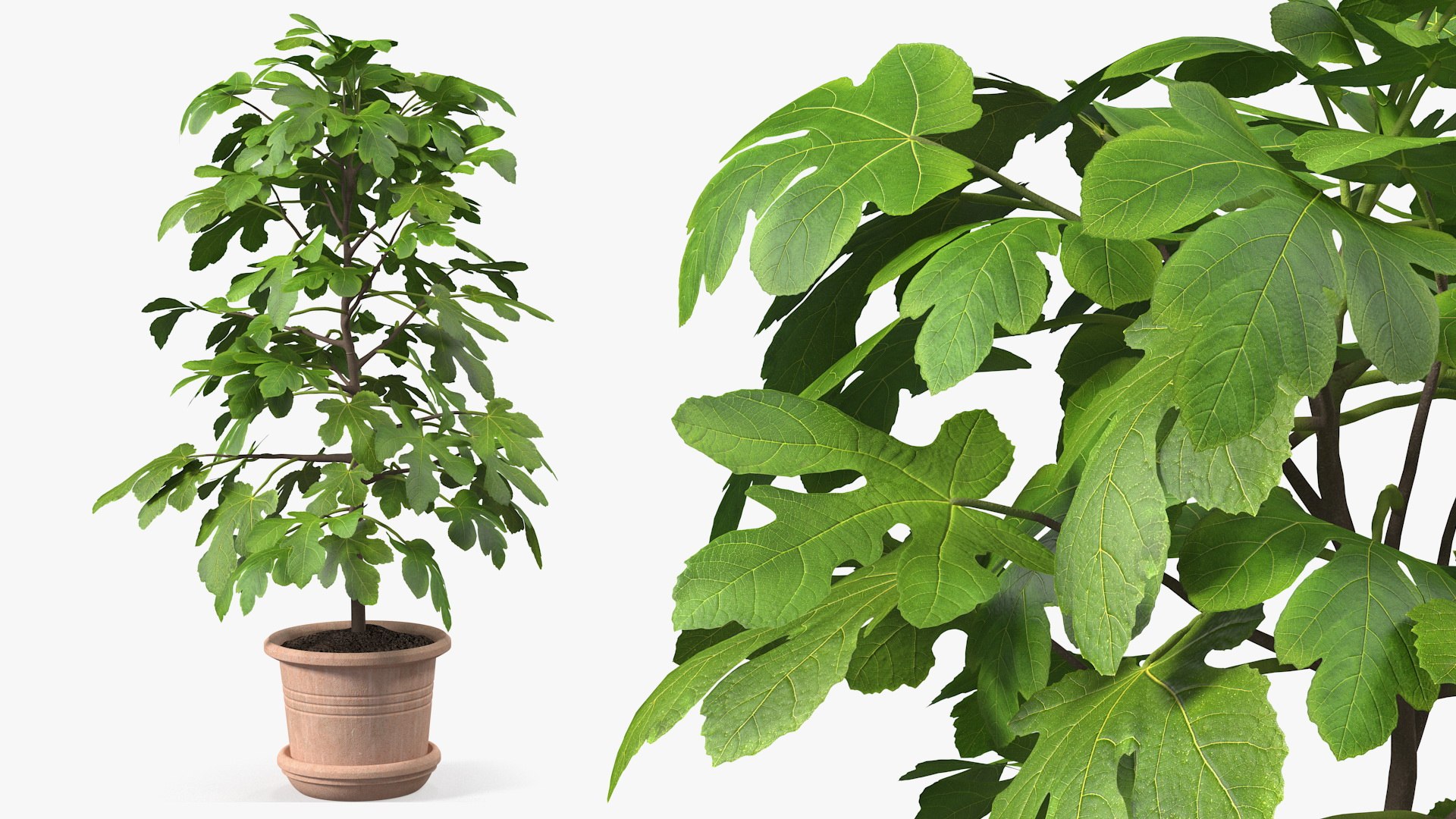 Potted Small Fig Tree 3D model preview
