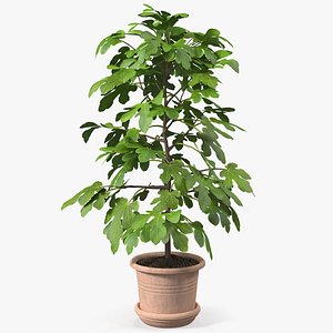 Potted Small Fig Tree