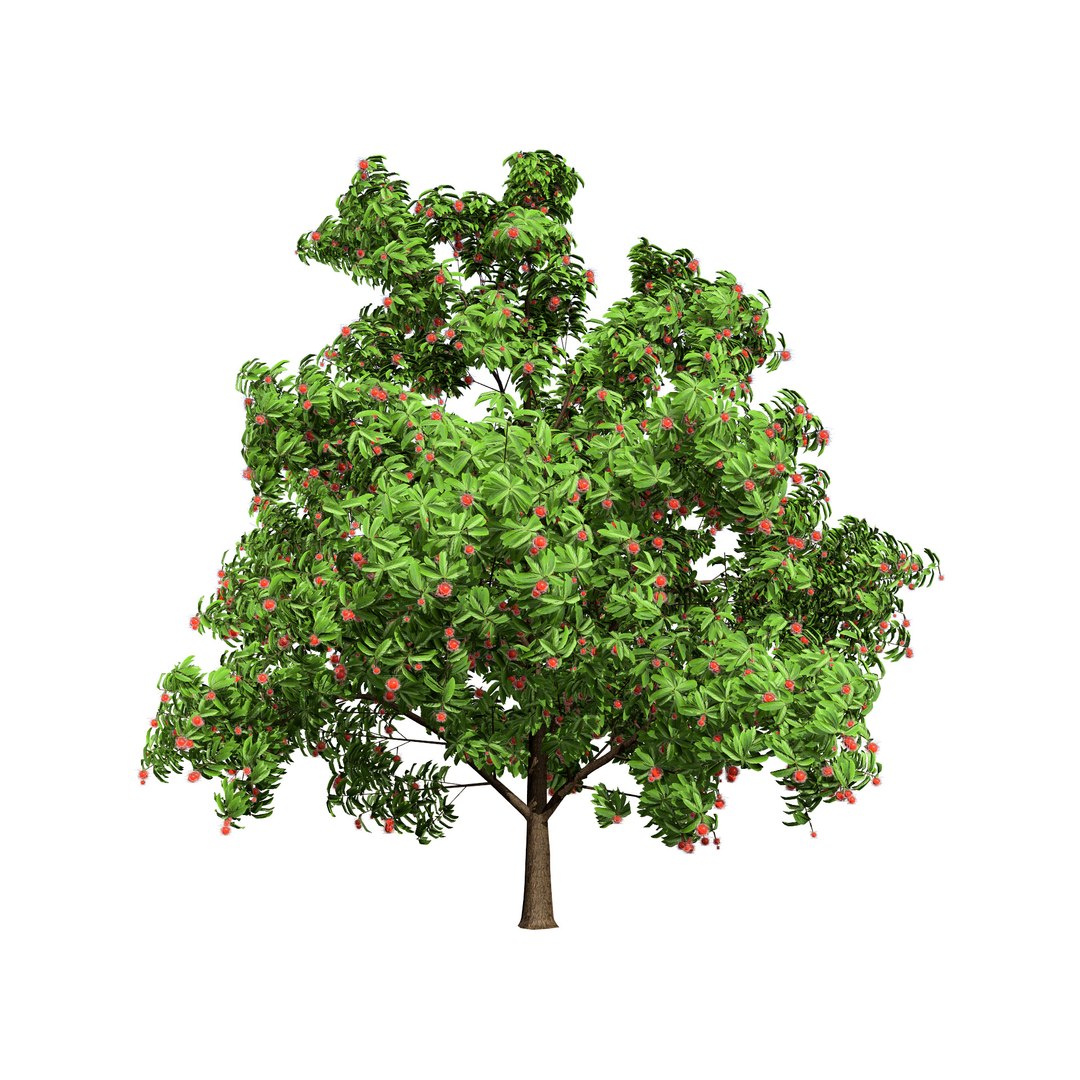 Rambutan Lychee Tree Asset 3D Model - TurboSquid 2294748
