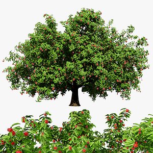 Rambutan Lychee Tree Asset 3D model