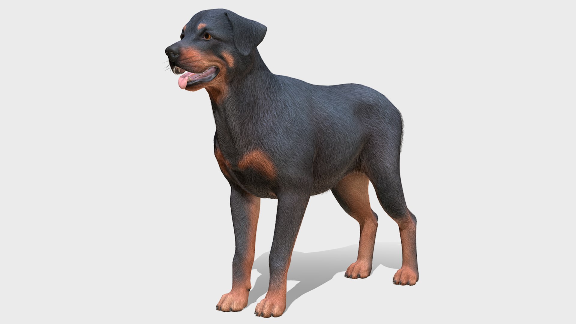 Dogs Big Pack 3D model https://p.turbosquid.com/ts-thumb/jc/aCHQKV/Jw/1/png/1708694823/1920x1080/fit_q87/9168161774cac570a27fceb5788ecb7eb8873efe/1.jpg