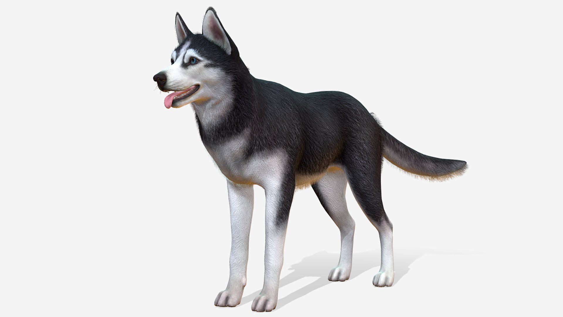 Dogs Big Pack 3D model https://p.turbosquid.com/ts-thumb/jc/aCHQKV/j7/1/png/1701270164/1920x1080/fit_q87/8a6bd77f126fde01a8f130eb86fd3d609130fda2/1.jpg
