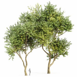 3D Eucalyptus 2trees
