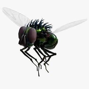3D green fly loop animation