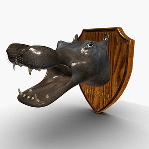 Hippopotamus head