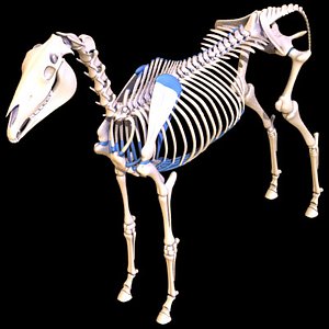 horse skeleton 3d 3ds