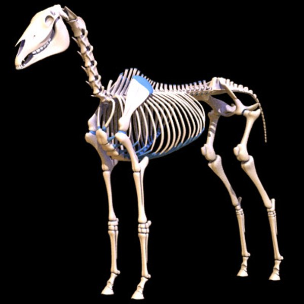 horse skeleton 3d 3ds