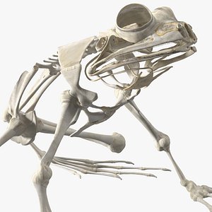Frog Skeleton model