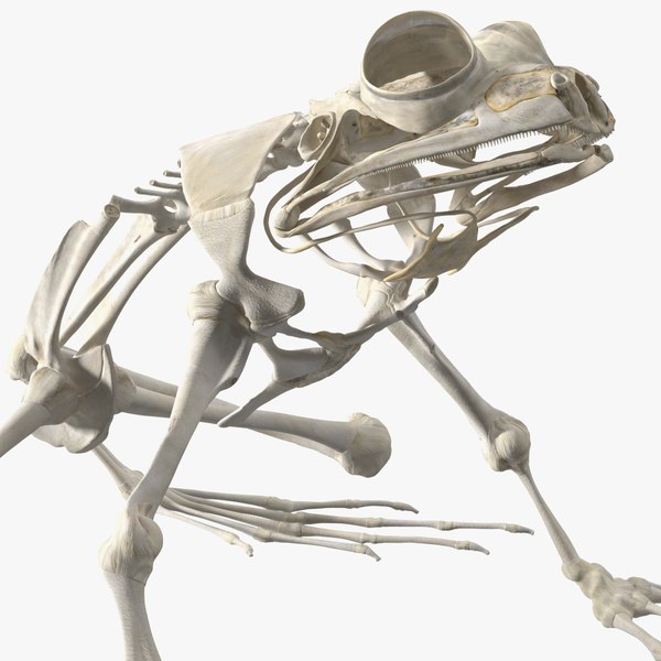 Frog Skeleton