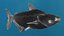 Animated Mekong Giant Catfish
