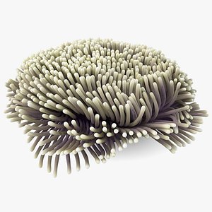 Actinia Anemone 02 3D model