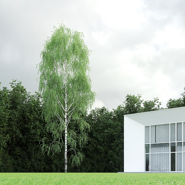 3D betula pendula 20m