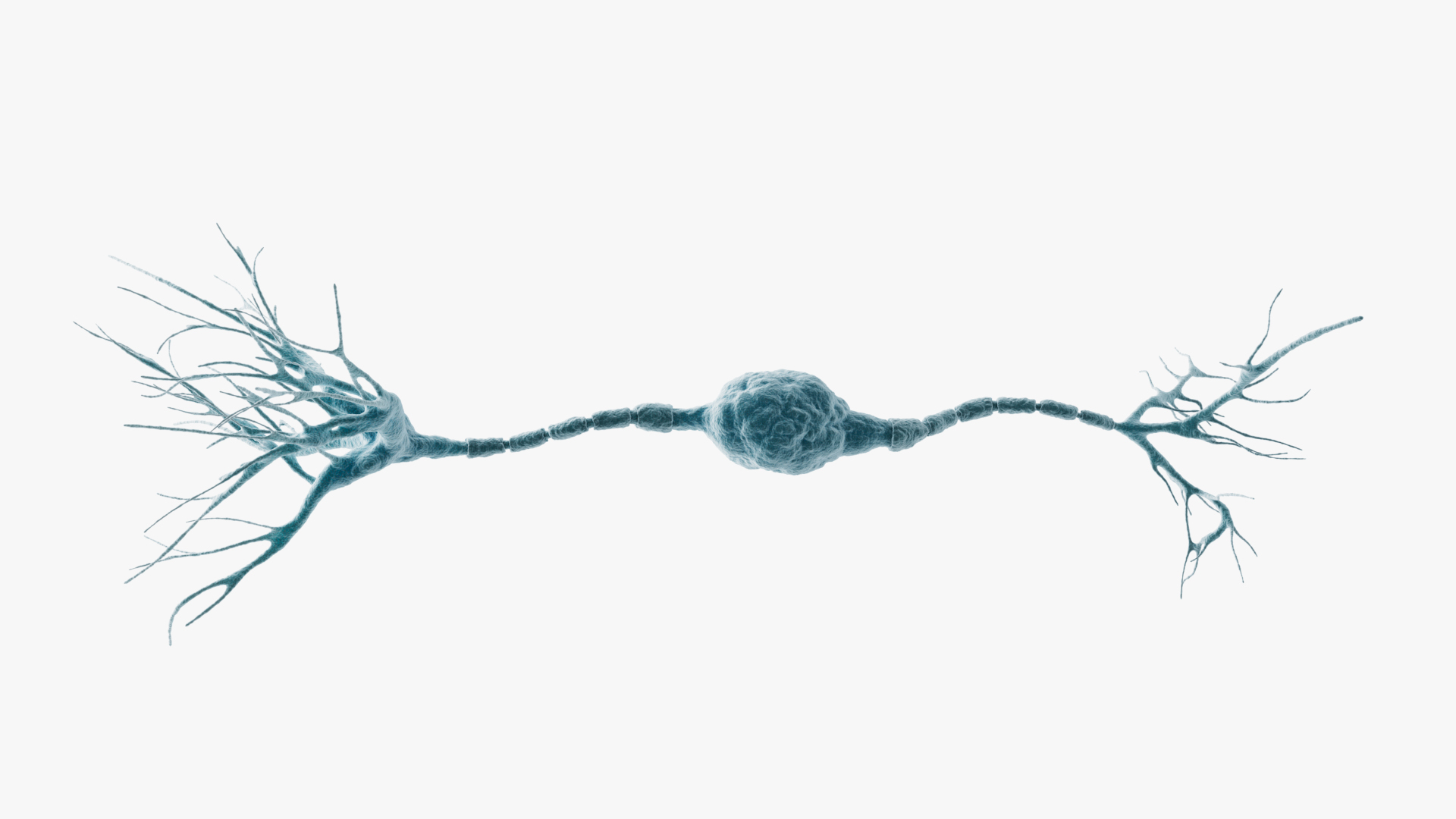 Neuron Bipolar Model - TurboSquid 2235927