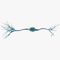 Neuron Bipolar