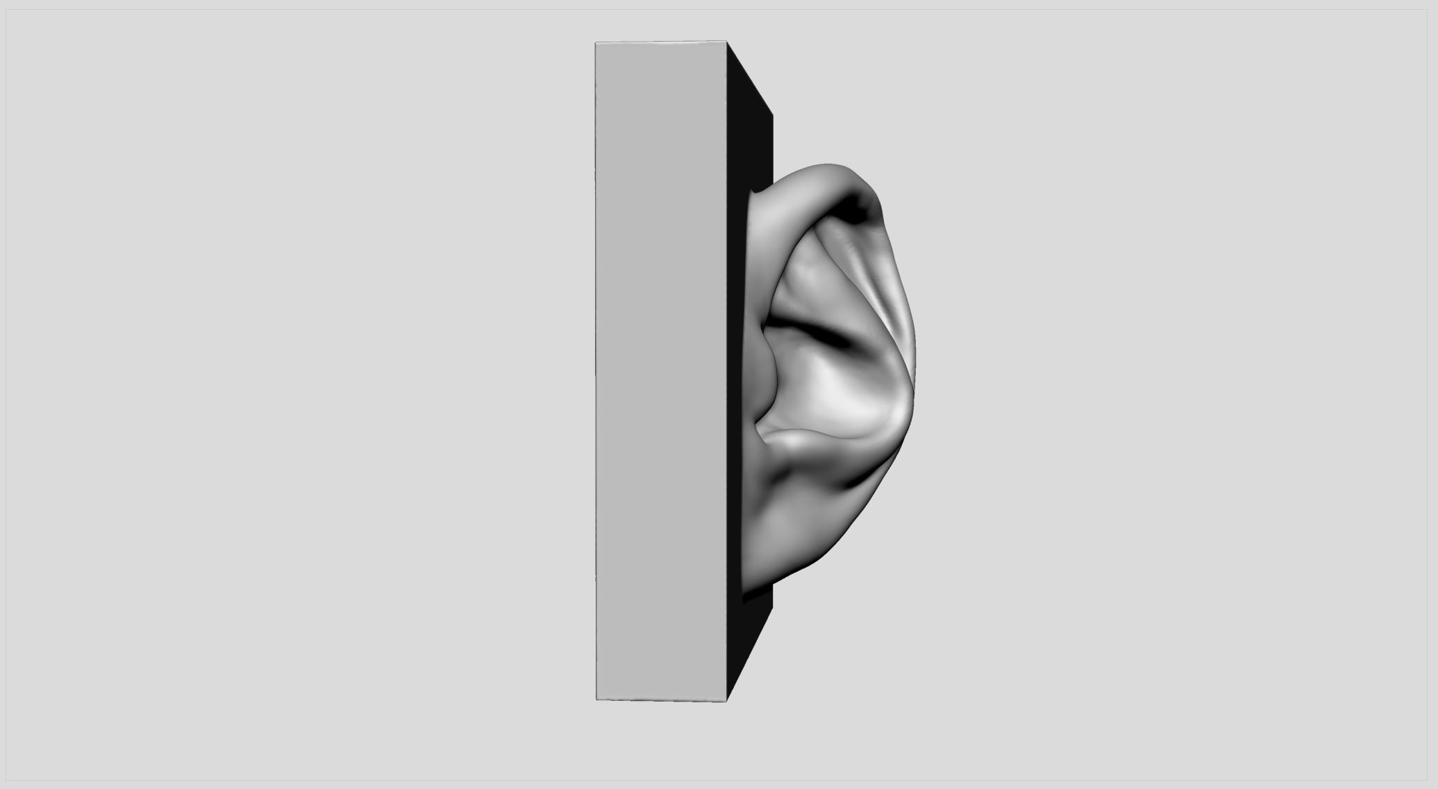 Modelo 3d Oreja Imprimible TurboSquid 1671689