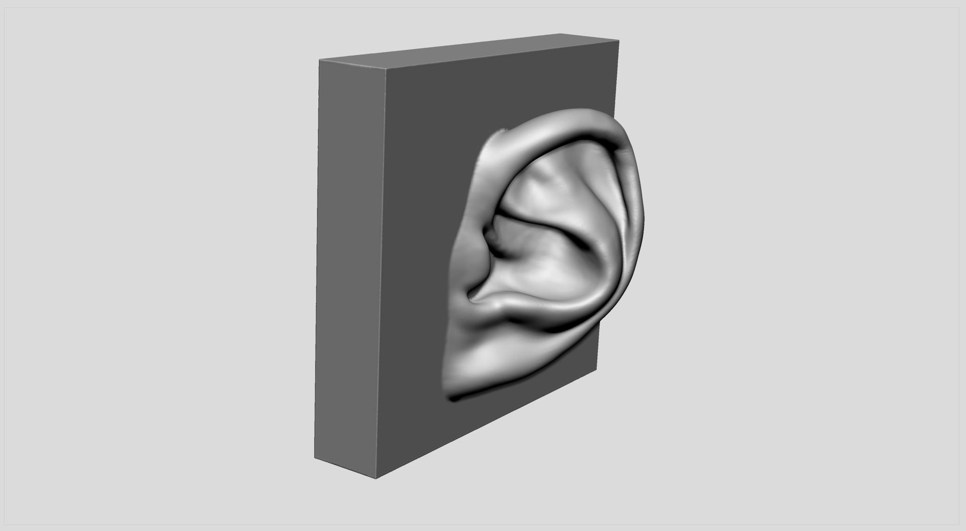 Anatomy Ear 3D Model - TurboSquid 1671689