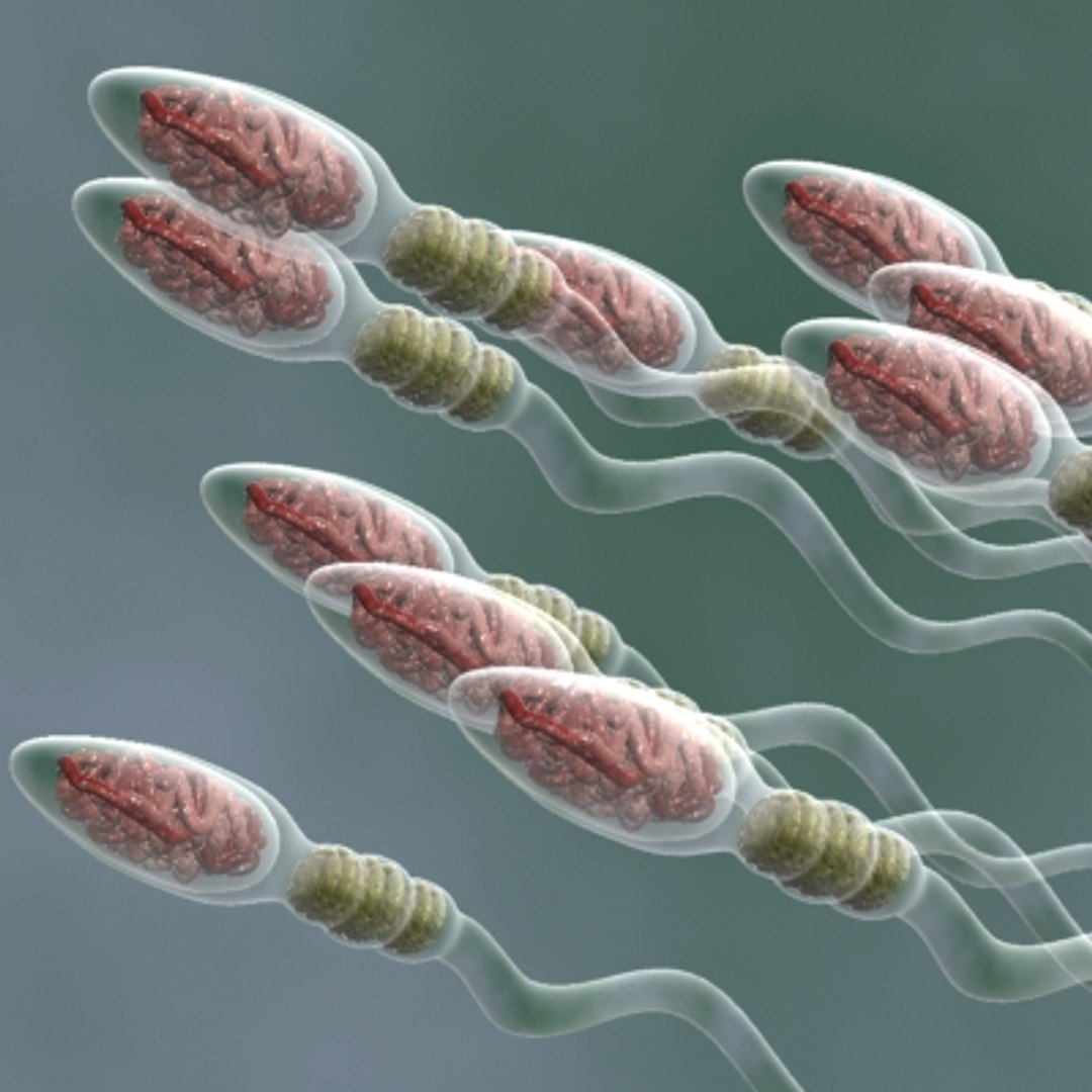 150 objects virus 3d model https://p.turbosquid.com/ts-thumb/jd/y2otO3/4I7U9PKa/spermcell/jpg/1212072307/1920x1080/fit_q87/eb5384cdc368f05b9612ed601b2345b608f0dbd3/spermcell.jpg