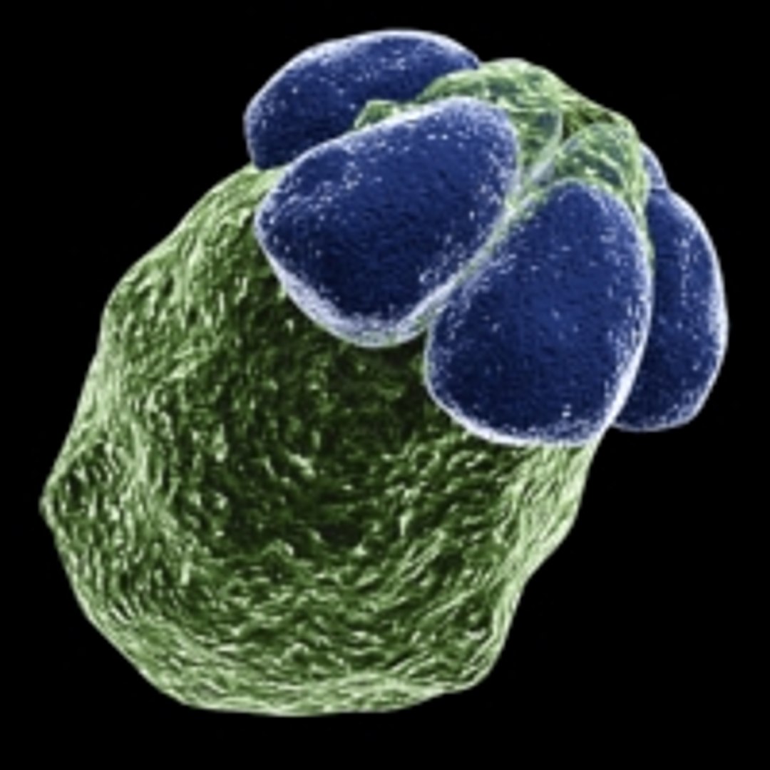 150 objects virus 3d model https://p.turbosquid.com/ts-thumb/jd/y2otO3/75FHYGxM/110/jpg/1212071362/1920x1080/fit_q87/2ea13403ecbe282843aafb9dcac441773a440b11/110.jpg