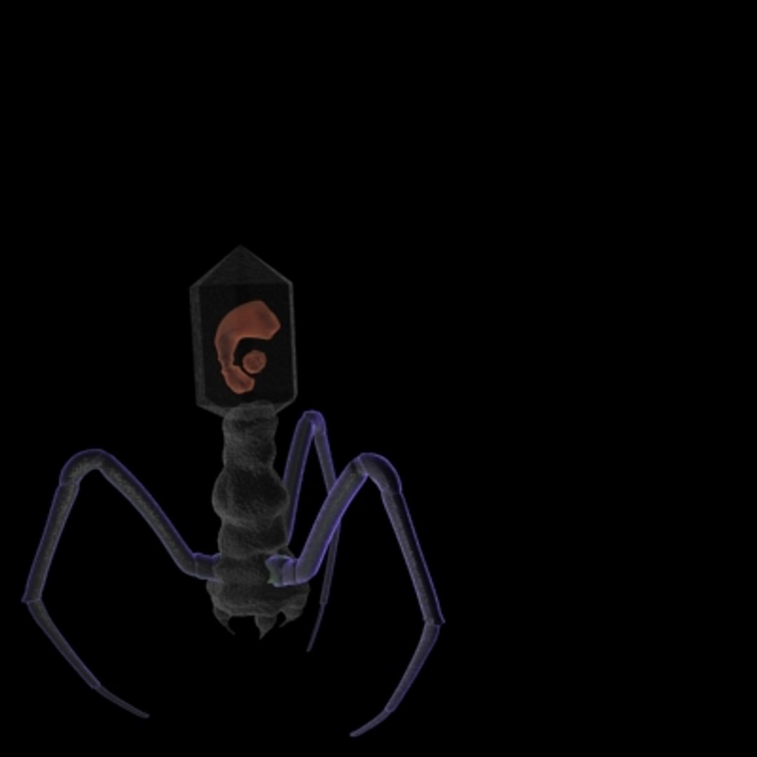 150 objects virus 3d model https://p.turbosquid.com/ts-thumb/jd/y2otO3/ADLG8lZr/bacteriaphage/jpg/1212071758/1920x1080/fit_q87/f550fa33f7e2392b1adaef5a1e168f630c0fdd35/bacteriaphage.jpg