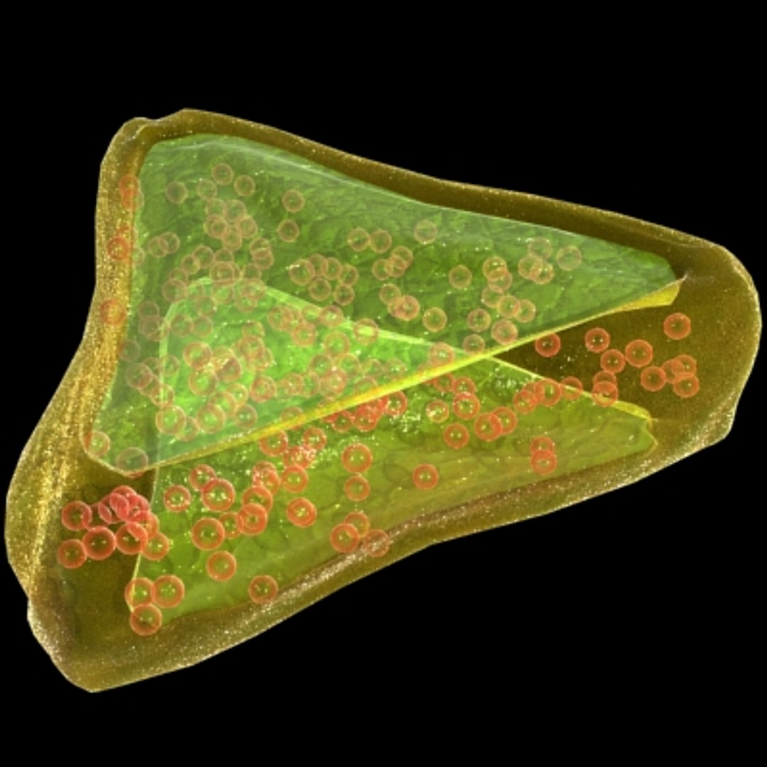 150 objects virus 3d model https://p.turbosquid.com/ts-thumb/jd/y2otO3/FApMLC1g/uhu/jpg/1212072373/1920x1080/fit_q87/c77f3bcc9aa30bcefbee135eb732b8542a76ce18/uhu.jpg